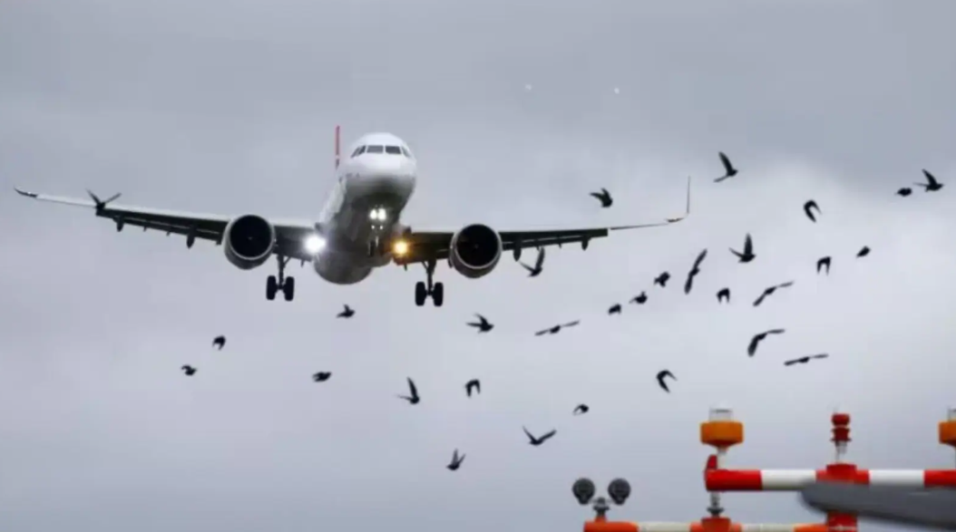 За една недела, два авиони на скопскиот аеродром удриле во јато птици