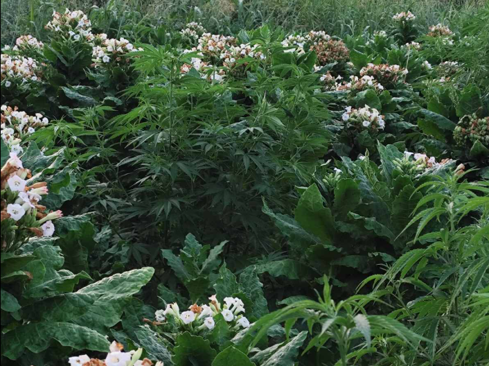 Претрес во валандовско, пронајдени се дрога, оружје и муниција, приведено едно лице