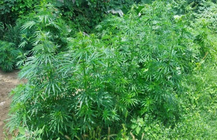 Претрес во прилепско, пронајдени се стебла од канабис, приведено е едно лице