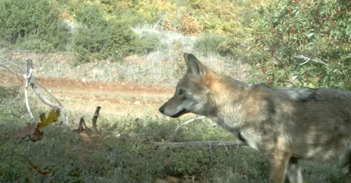 Хорор на плажа во Грција: Волк нападна петгодишно девојче од Србија, мајката спречи трагедија