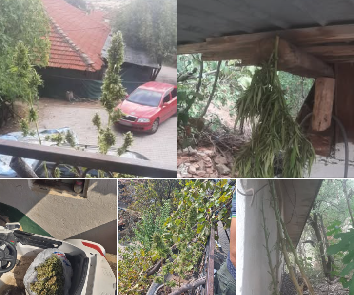 Претрес во скопско, пронајдени гранки и стебла од канабис, приведено едно лице