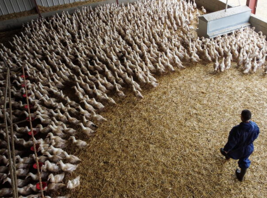 Франција го подигна нивото на тревога поради птичи грип на „високо“