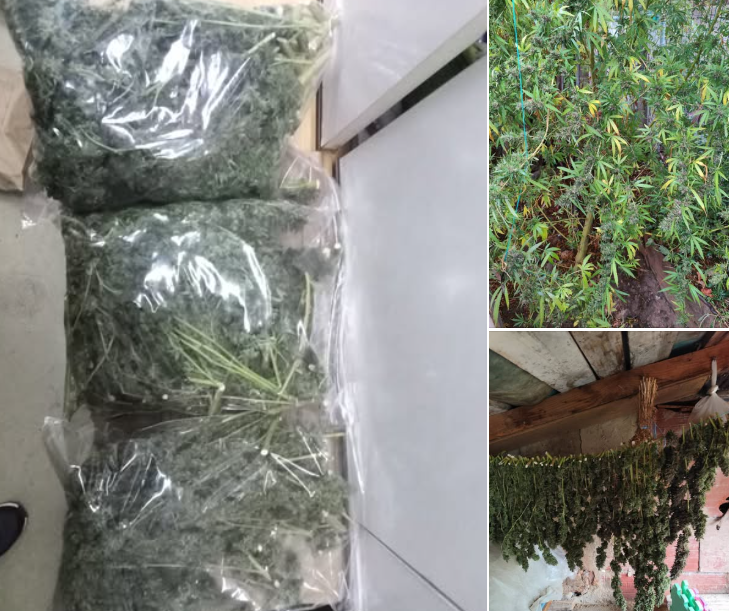 Претрес во Богданци, пронајдена дрога, лишено од слобода едно лице