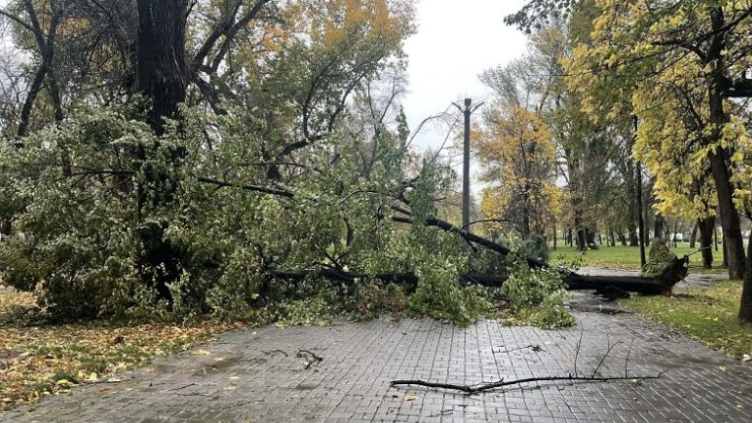 Од ветрот паднати дрвја на Градското шеталиште во Битола