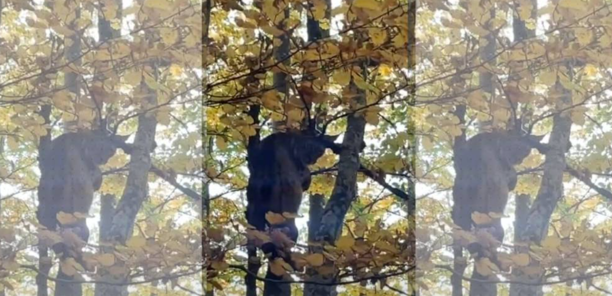 Балканскиот рис забележан меѓу есенските бои на Македонија [ВИДЕО]