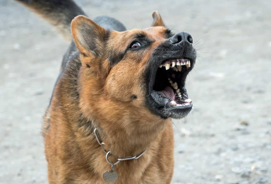 Зошто кучињата лаат на некои луѓе, а други целосно ги игнорираат? Стручњаците го објаснуваат ова однесување