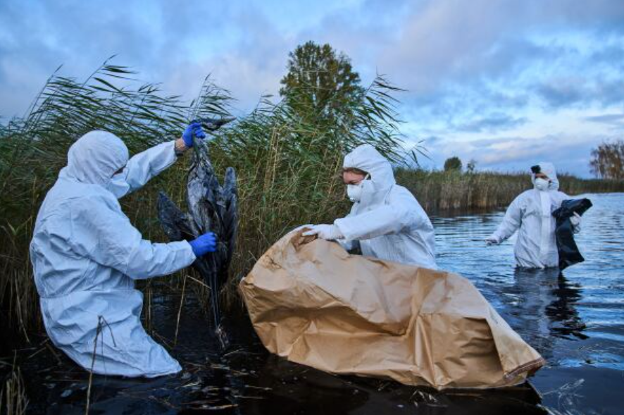 Речиси еден милион птици убиени во Германија поради птичјиот грип