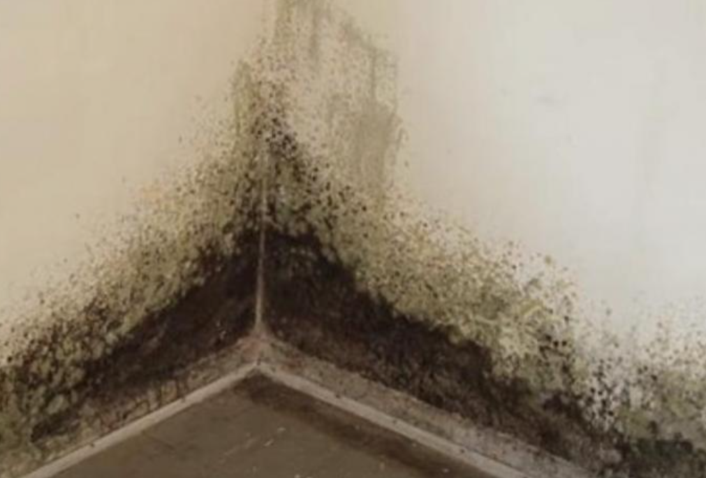 Нема повеќе мувла и црни ѕидови – трик кој проверено го решава проблемот!